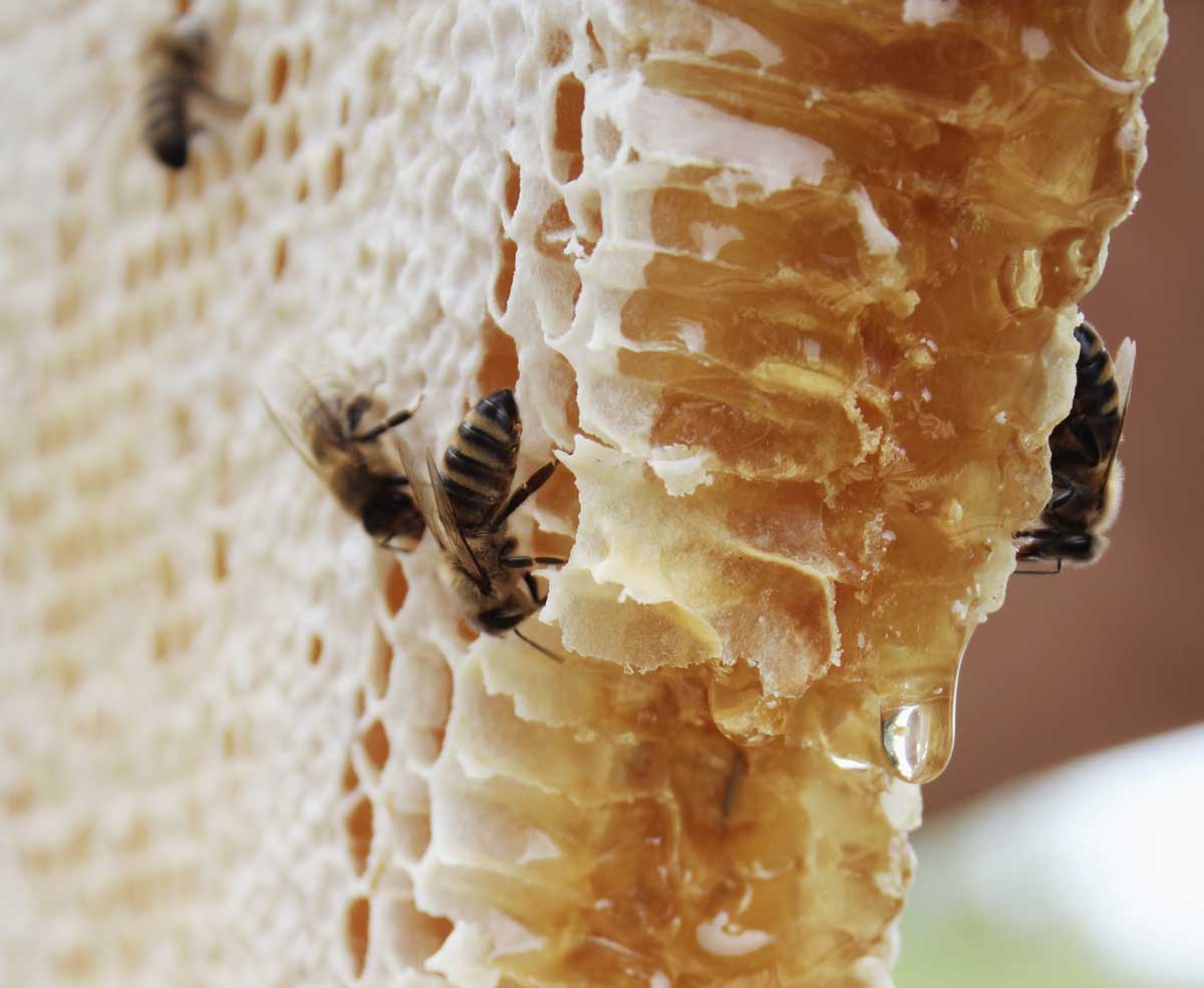 Bees on a honeycomb